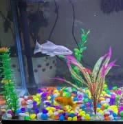 Fish shop profile